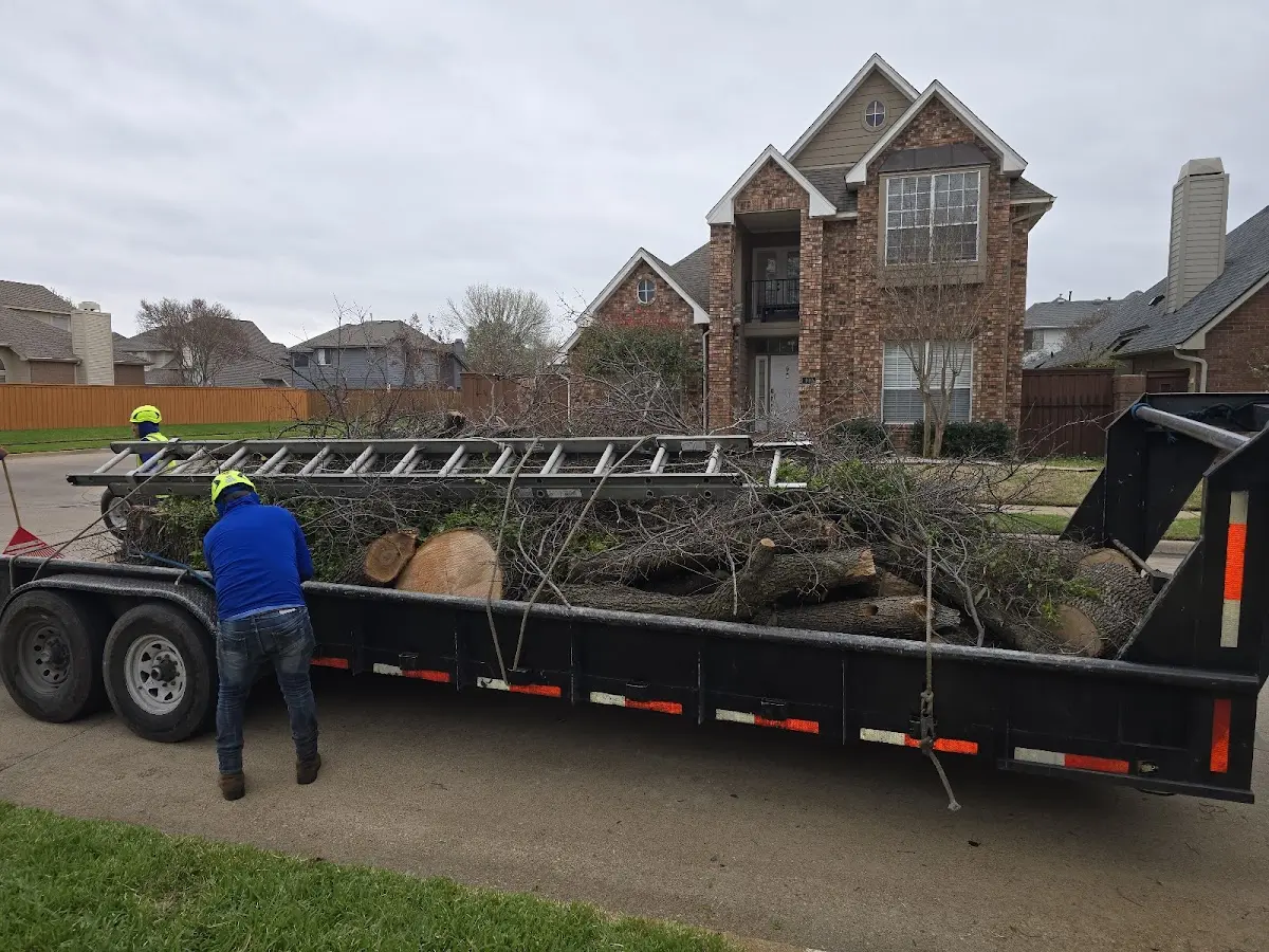 Expert Deadwooding with proper safety equipment in Clarksville